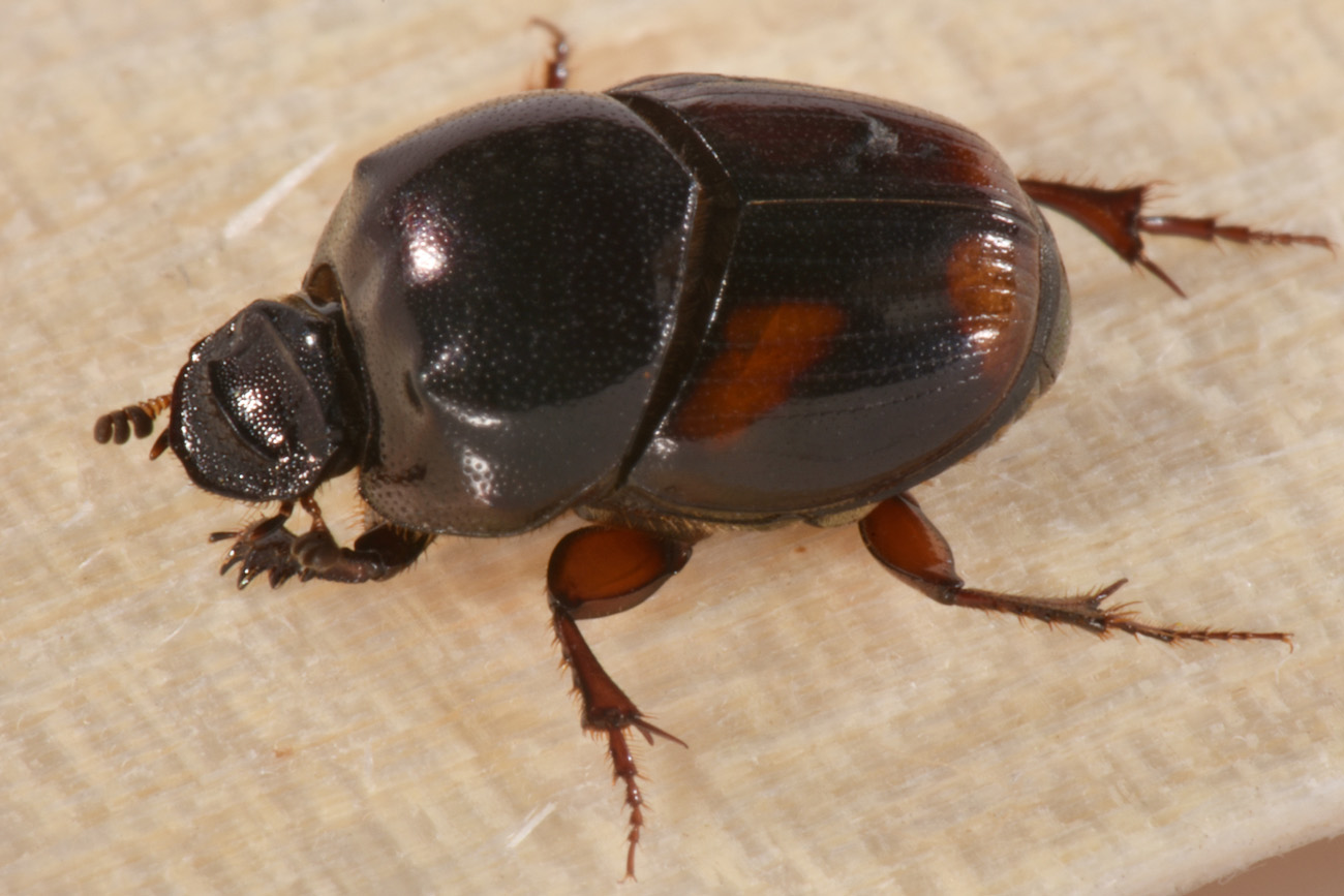 Scarabaeidae: Caccobius schreberi?  S !